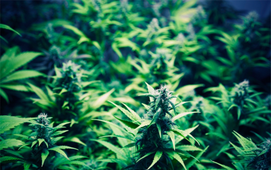 STOP FRYING YOUR BRAIN CELLS: Studies have shown that students ranging from 9th grade to the 12th prefer smoking marijuana rather than cigarettes. Both are unhealthy choices.