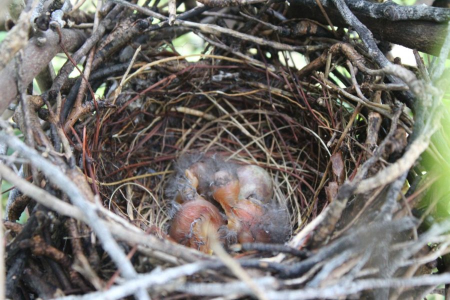 LIFE: Welcome the latest members of the Inlet family, three newly hatched baby birds!