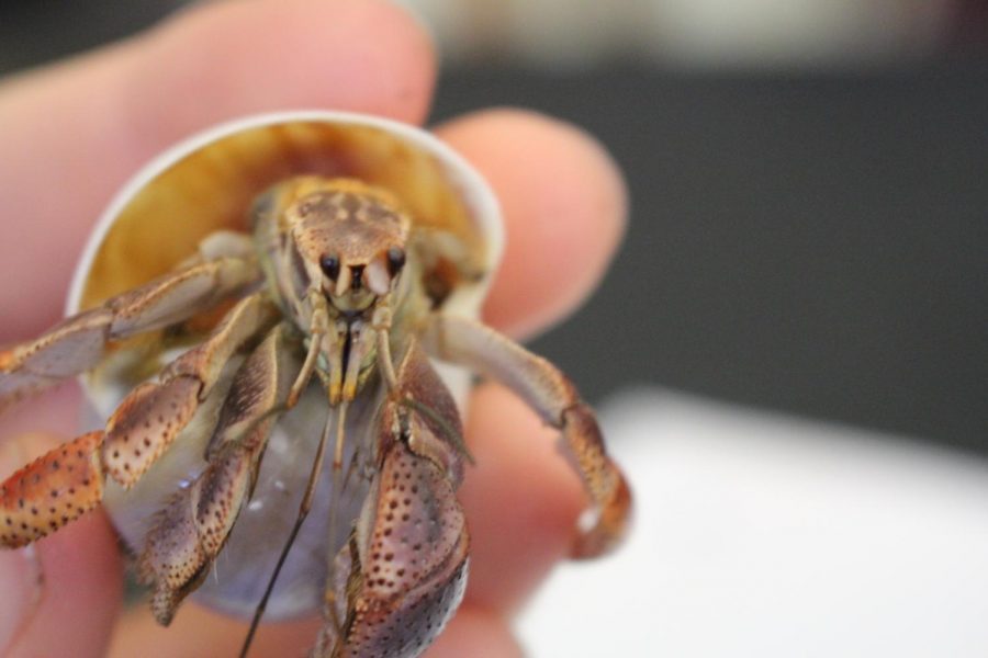 GET MY GOOD SIDE: Introducing Franklin, one of the three Marine Science class pets. Residing in Ms. Martinich's classroom, Franklin is the most adventurous crab. He loves to crawl on students hands and change in and out of different shells throughout his enclosure.