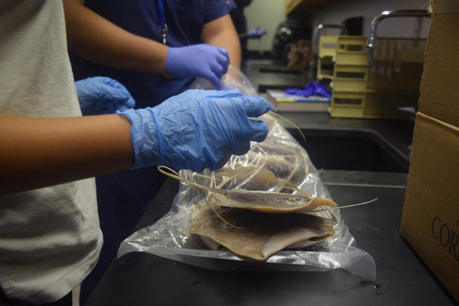 CREEPY CURIOSITY: Students in Ms. Noors biochemistry class prepare to dissect and analyze the anatomy of a whiptail stingray.
