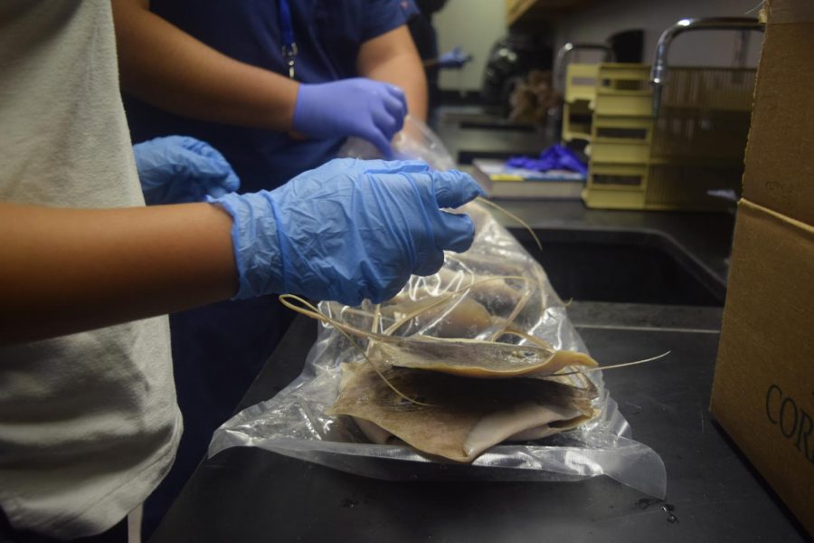 CREEPY CURIOSITY: Students in Ms. Noor's biochemistry class prepare to dissect and analyze the anatomy of a whiptail stingray.