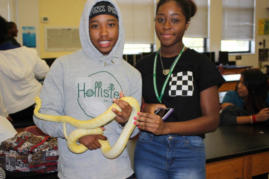 SLITHER ON: They are used to illustrate biodiversity, and genetics, said Dr. Spector, Environmental Science instructor. Dr. Spector surprised his third period on Nov. 30 with different species of snakes, one of them being the Albino Carpet Python.