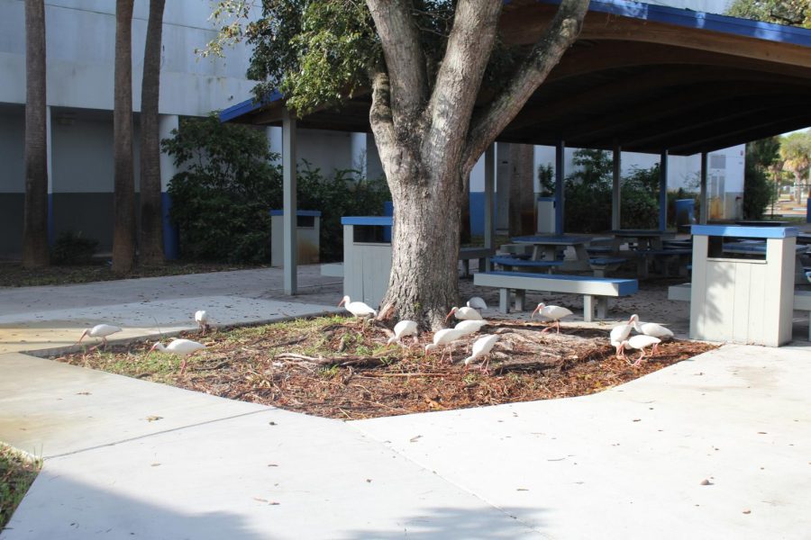 BIRDIE WATCHERS WATCH OUT: After a rainy day at Inlet, multiple white ibis gather in the court yard looking for anything their beaks can get a hold of.