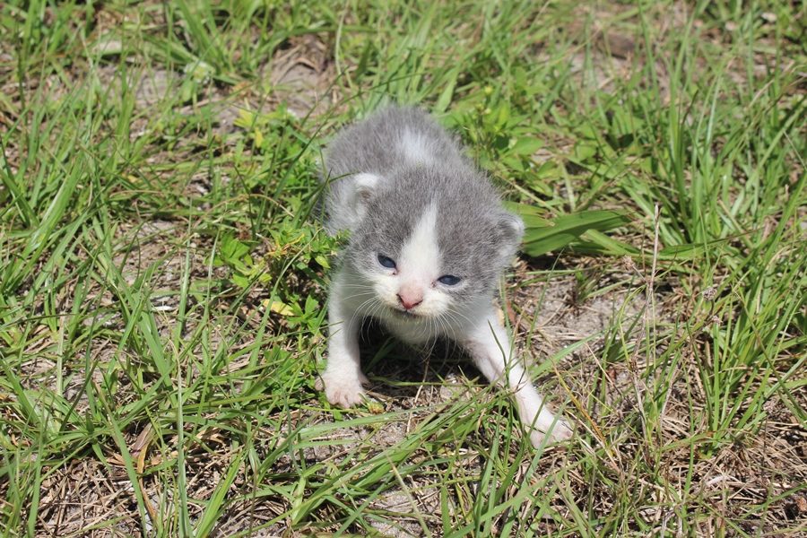 PAWSOME: Five kittens were found today during 1st period. If found do not touch them, the mother cat is with them and a trace of human scent on the kittens will make her abandon her liter. This is one of the brave kittens who was not afraid of being in  the spot light.