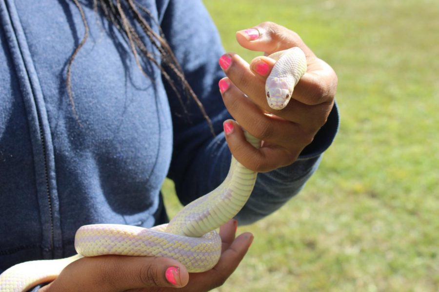 SNAKE FUN: Students  have fun with snakes in Dr. Spector class.
