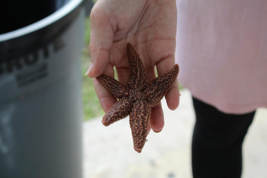 PATRICK STAR: Ms. Martinichs
fourth period class were dissecting Starfishes.  We opened them up there was a lot of blood and it was a really cool experience, said Ronaldson MIstillion a Senior in the Medical Academy.