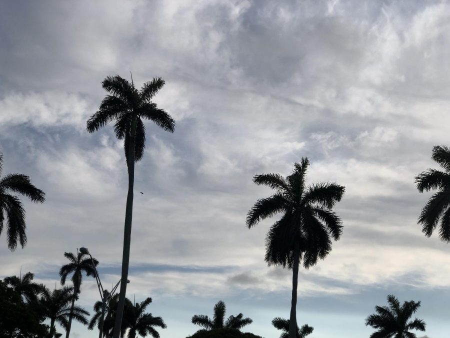 These are non man made objects.  Palm trees along with altostratus clouds in the sky.  This photo was taken on May 31, 2021.