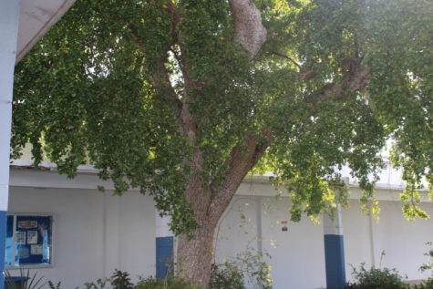 NATURAL: This enormous and full tree is located in between building 2 and the media center.