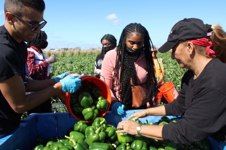 SORT OUT: Canes gathered in Delray Beach to harvest peppers for a food recovery program organized by Cros Ministries. 