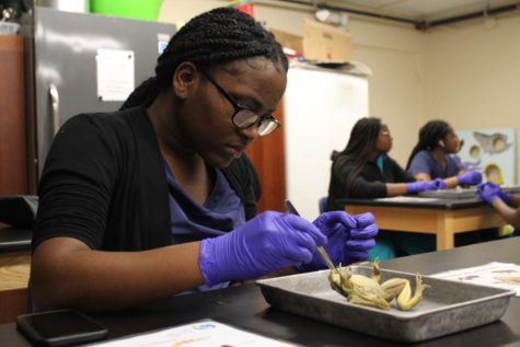 EXAMINATION: The Medical Academy visited the Cox Science Center on Thursday, Mar. 9, to extend their surgical knowledge by dissecting frogs and observing other exhibits.