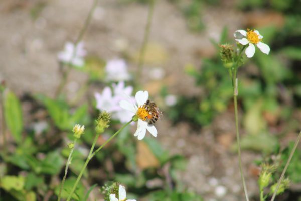 BEE-HIND THE SCENE: A bee pollinates a flower which in turn could lead to more plants, helping campus life flourish.