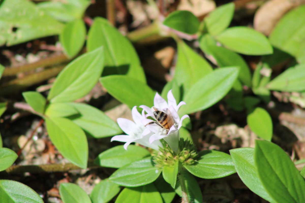 READY, SET, GROW: A honey making insect was found assisting in the growth of the flowers scattered throughout the campus by fertilizing them with pollen.