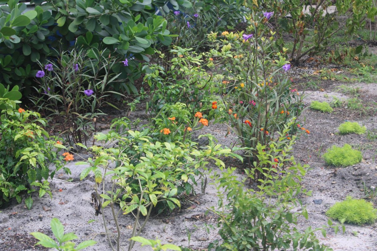 A BURST OF COLORS: Vibrant new flowers are blooming, making the garden look better than before.
