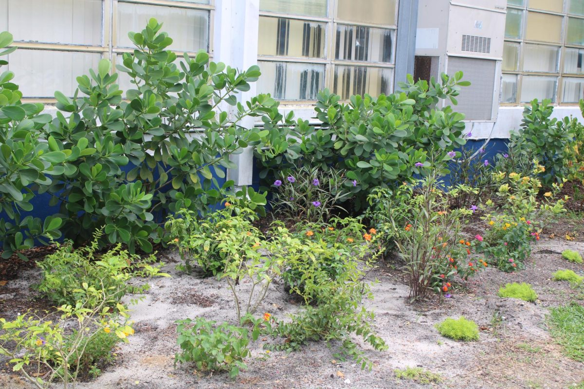 Plants: Flowers embellish our school lawn.