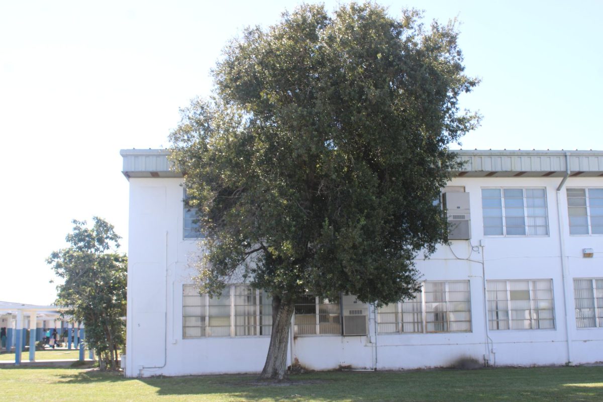 TOWERING BEAUTY: This tree is monstrous and oriented off, but still is captivating to the eyes. Its been in Inlet Grove for many years and hopefully continues to be here for many years to come.