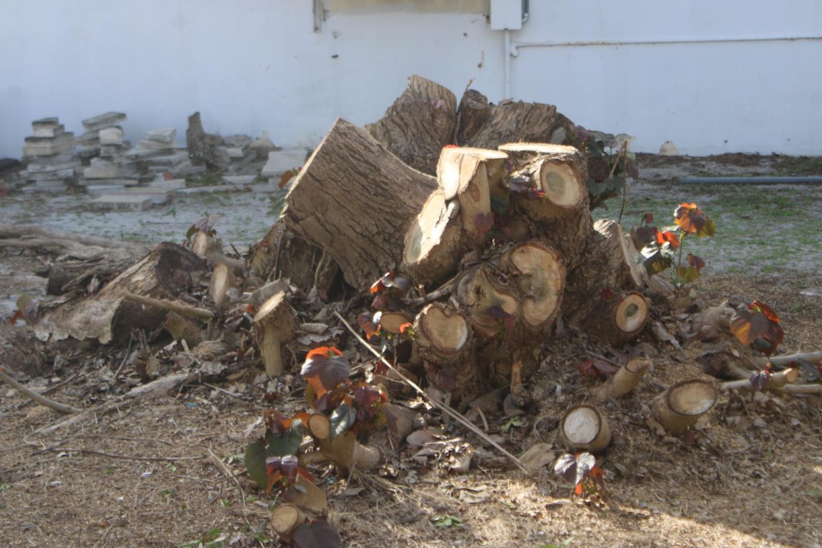OLD-TIMEY: This plant at Inlet Grove was recently taken down after being up for a while.