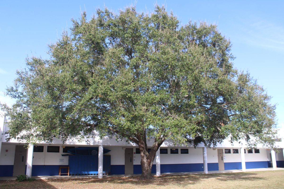 GREEN-ERY: A weathered tree still standing tall after each school day.