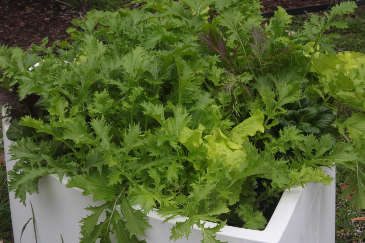 PLANTS BLOOMING: Vegetation fills every corner of a gardening pot.