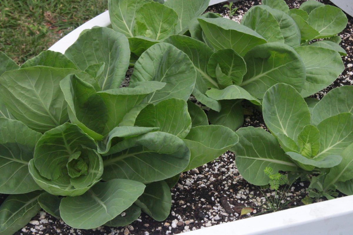CABBAGE PATCH: Edible plant life growing big