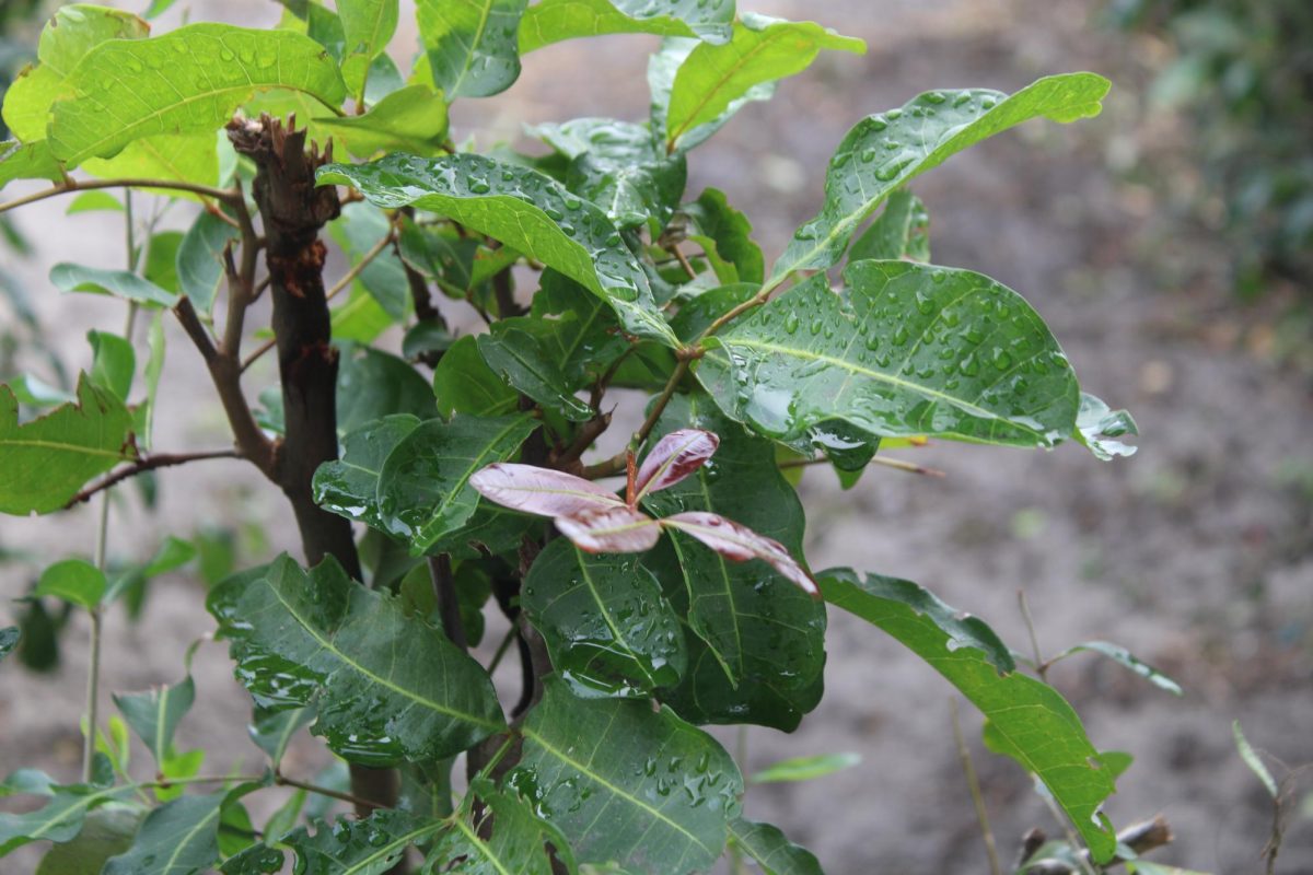 WET SURFACE: Plants dampen as it rains outside