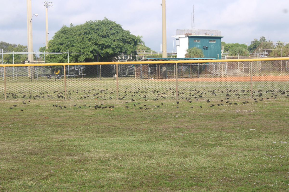BIG FLOCK: These birds land in a field, but start to fly away because of the loud noise a car made while passing by.
