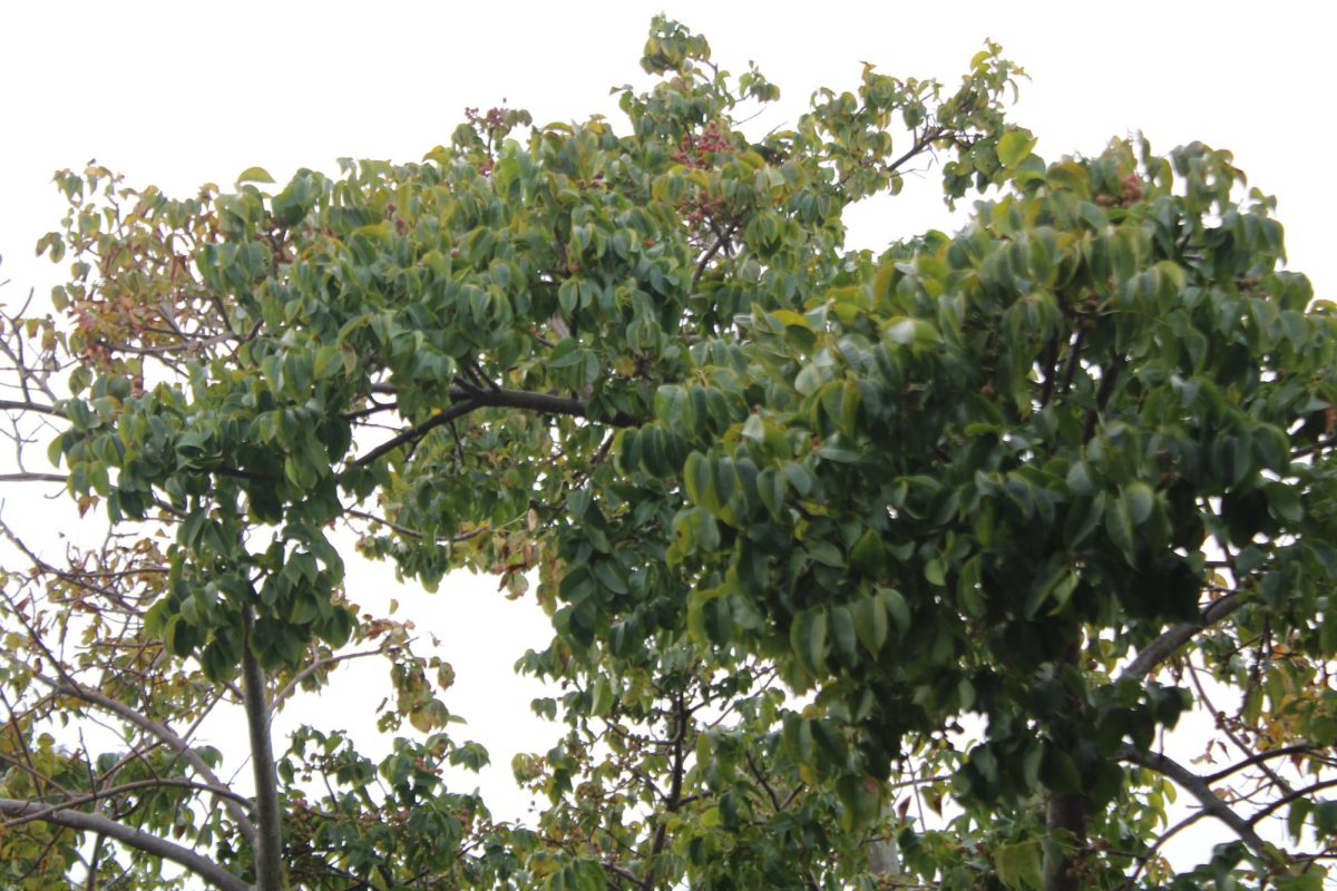 GREENERY: Streatching higher than yesterday.