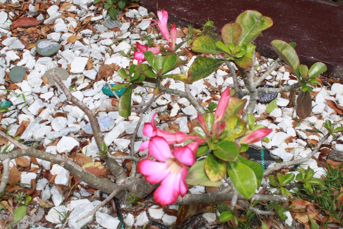 SPRING: Pink flowers grow between rocks, adding some color after winter. 