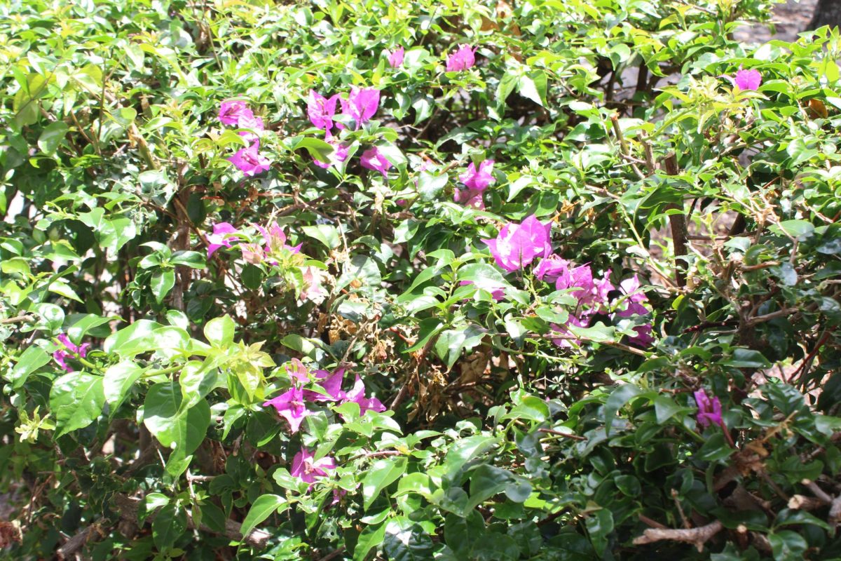 WHERE THIS FLOWER GROWS: Although it was a rainy start of the day here at Inlet Grove, there is still beautiful things afterwards.