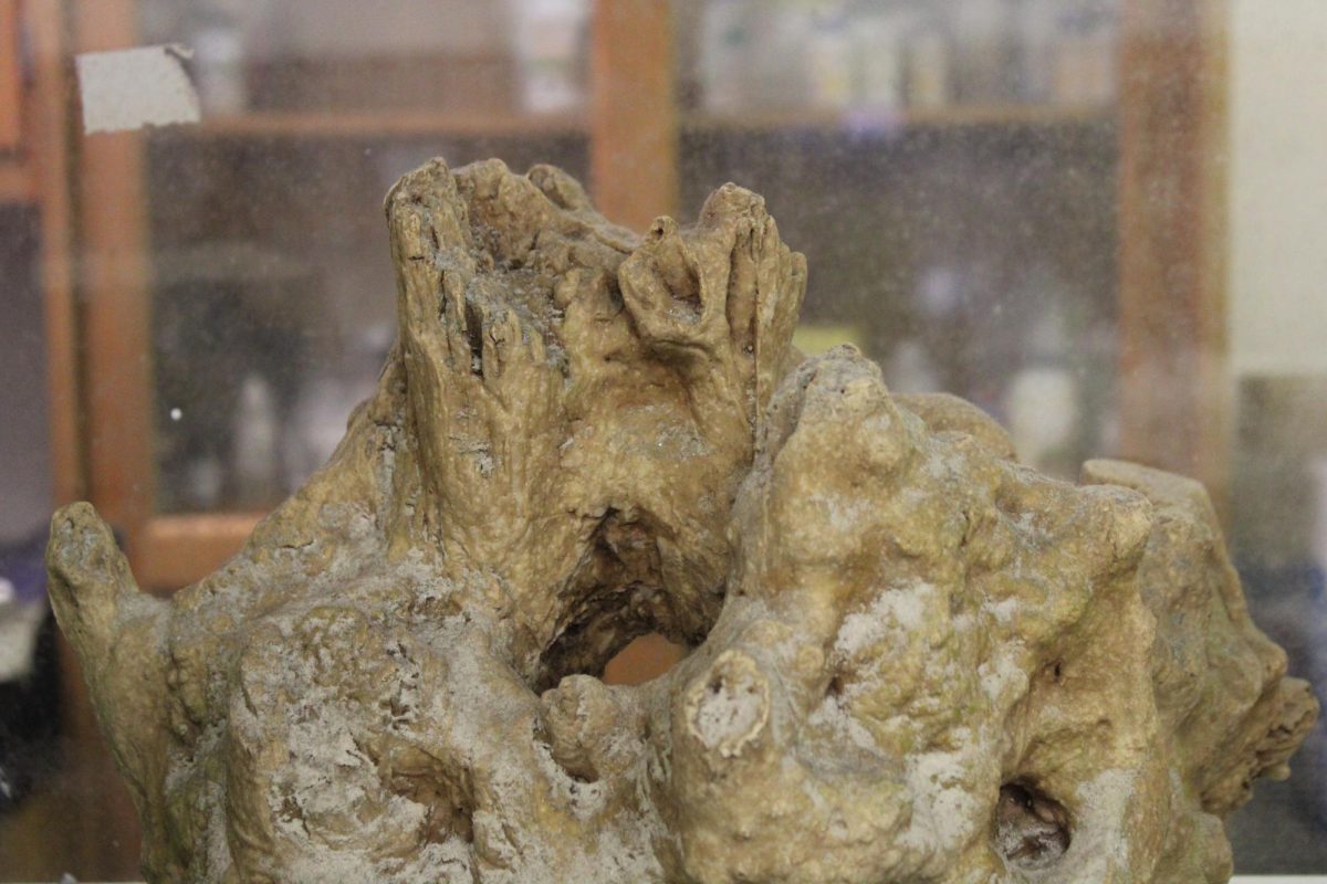 FOSSIL FORM: Take a look at some petrified wood sitting unnoticed in a classroom. 