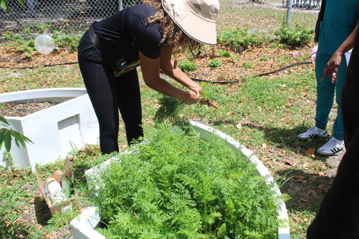 FRESHNESS: Ms. Brookes, a volunteer, carefully harvests fresh carrots in the garden.
